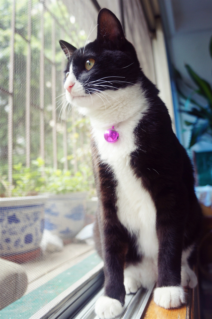 四蹄踏雪猫吉不吉利好不好 是什么品种为什么贵