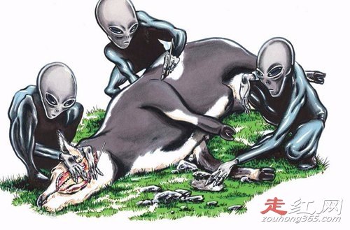 美国屠牛事件真相怎么回事 是不是真的