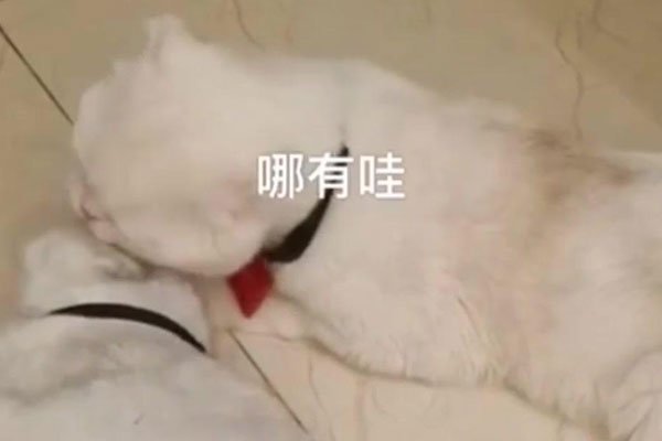 刘二豆瓜子为什么消失在抖音 主人怎么回应的