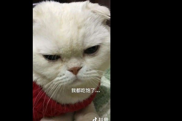 刘二豆瓜子为什么消失在抖音 主人怎么回应的