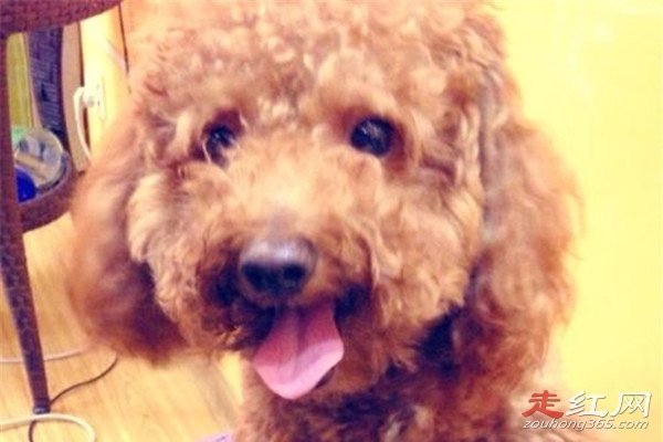 微笑狗事件原图太吓人 一张照片造成生命的死亡