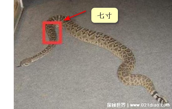 蛇的七寸在什么位置图片
